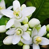 Hydrating Neroli and Green Tea Facial Toner - 100 ml